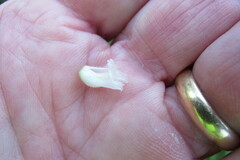 Spiranthes cernua