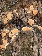 Subantrodia juniperina