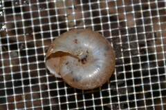 Morlina glabra