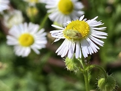 Taylorilygus apicalis