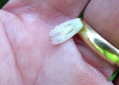 Spiranthes cernua