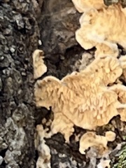 Subantrodia juniperina