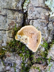 Cerrena unicolor
