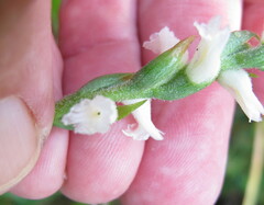 Spiranthes cernua