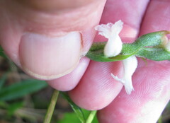 Spiranthes cernua