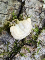 Cerrena unicolor