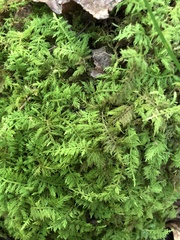 Thuidium delicatulum