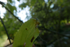 Trichochermes walkeri