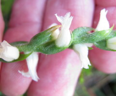 Spiranthes cernua