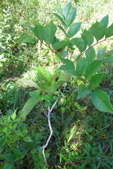 Toxicodendron vernix