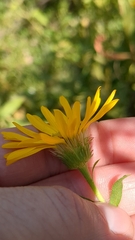 Helianthus hirsutus