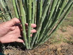 Euphorbia dregeana