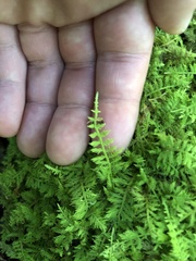 Thuidium delicatulum