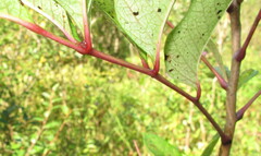 Toxicodendron vernix