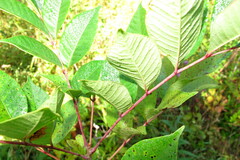 Toxicodendron vernix