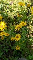 Helianthus hirsutus