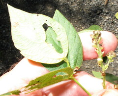 Amphicarpaea bracteata comosa