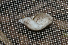 Succinea putris