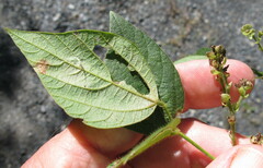 Amphicarpaea bracteata comosa