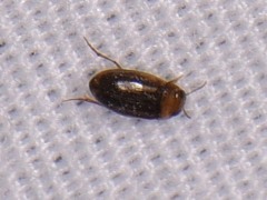 Neobidessus pullus pullus