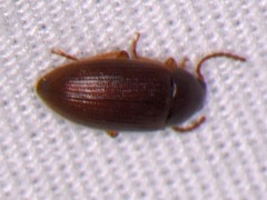 Hymenorus