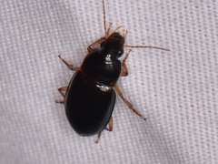 Notiobia terminata