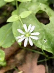 Stellaria aquatica