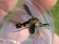 Lepidophora lepidocera