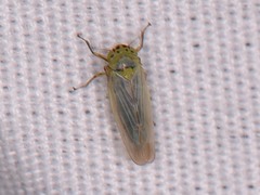 Macrosteles