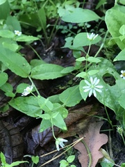 Stellaria aquatica