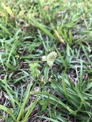 Cyperus sesquiflorus