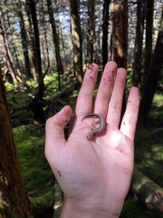 Plethodon welleri