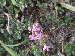 Thymus praecox