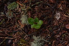 Orthilia secunda