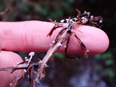 Marasmius epiphyllus
