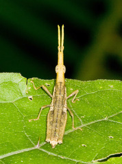Omura congrua