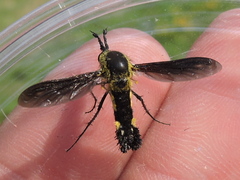 Lepidophora lepidocera