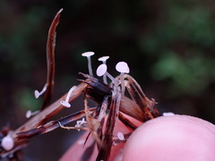 Marasmius epiphyllus