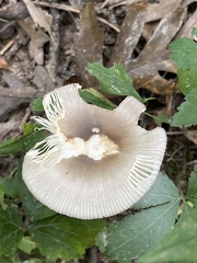 Amanita vaginata