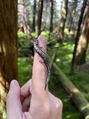 Plethodon welleri