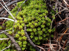 Syntrichia ruralis