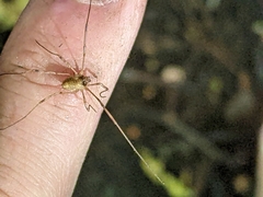 Paroligolophus