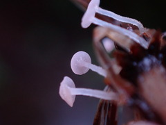 Marasmius epiphyllus