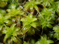 Syntrichia ruralis