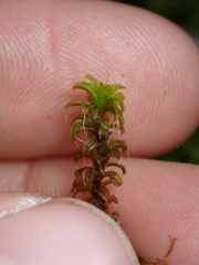 Syntrichia ruralis