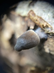 Simocybe