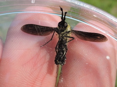 Lepidophora lepidocera