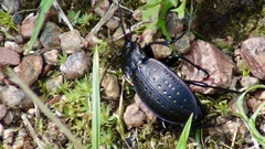 Carabus hortensis