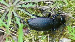 Carabus hortensis