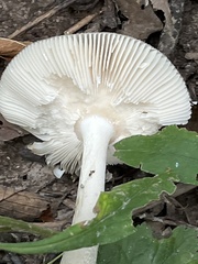 Amanita vaginata